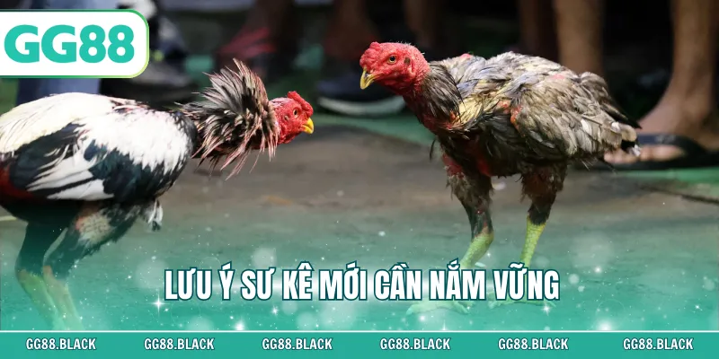 Lưu ý sư kê mới cần nắm vững